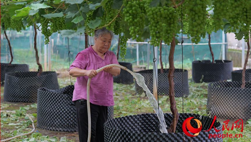行进中国 | 小山村里藏“甜”机毛竹山村现有葡萄320余亩，主要种植阳光玫瑰、妮娜皇后、春光、蜜光、科美、茉莉香、蓝玉等十几个葡萄品种。在毛竹山村葡萄示范区，曾经老旧的简易棚改建成了钢架结构大棚，有机栽培、滴灌水肥一体化、限根器种植等技术，既节水节肥，又降低了成本。
